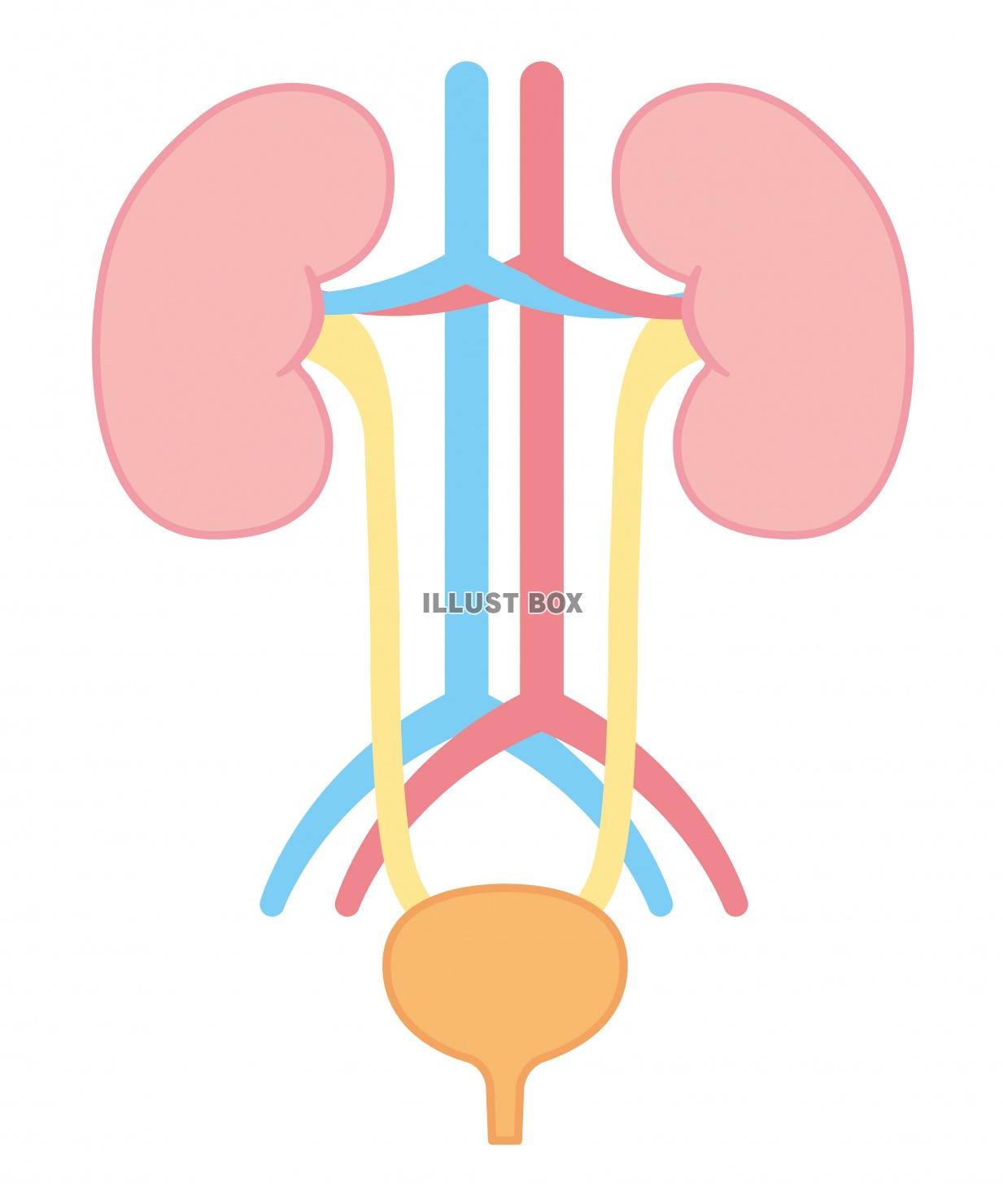 人間の身体★泌尿器★腎臓の構造★文字なし