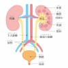人間の身体★泌尿器★腎臓の構造★文字あり