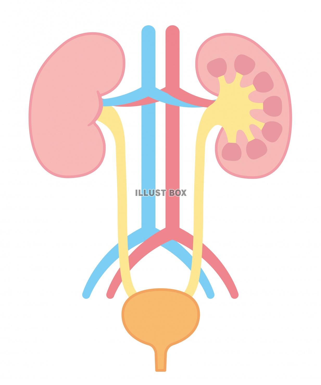 人間の身体★泌尿器★腎臓の構造★文字なし