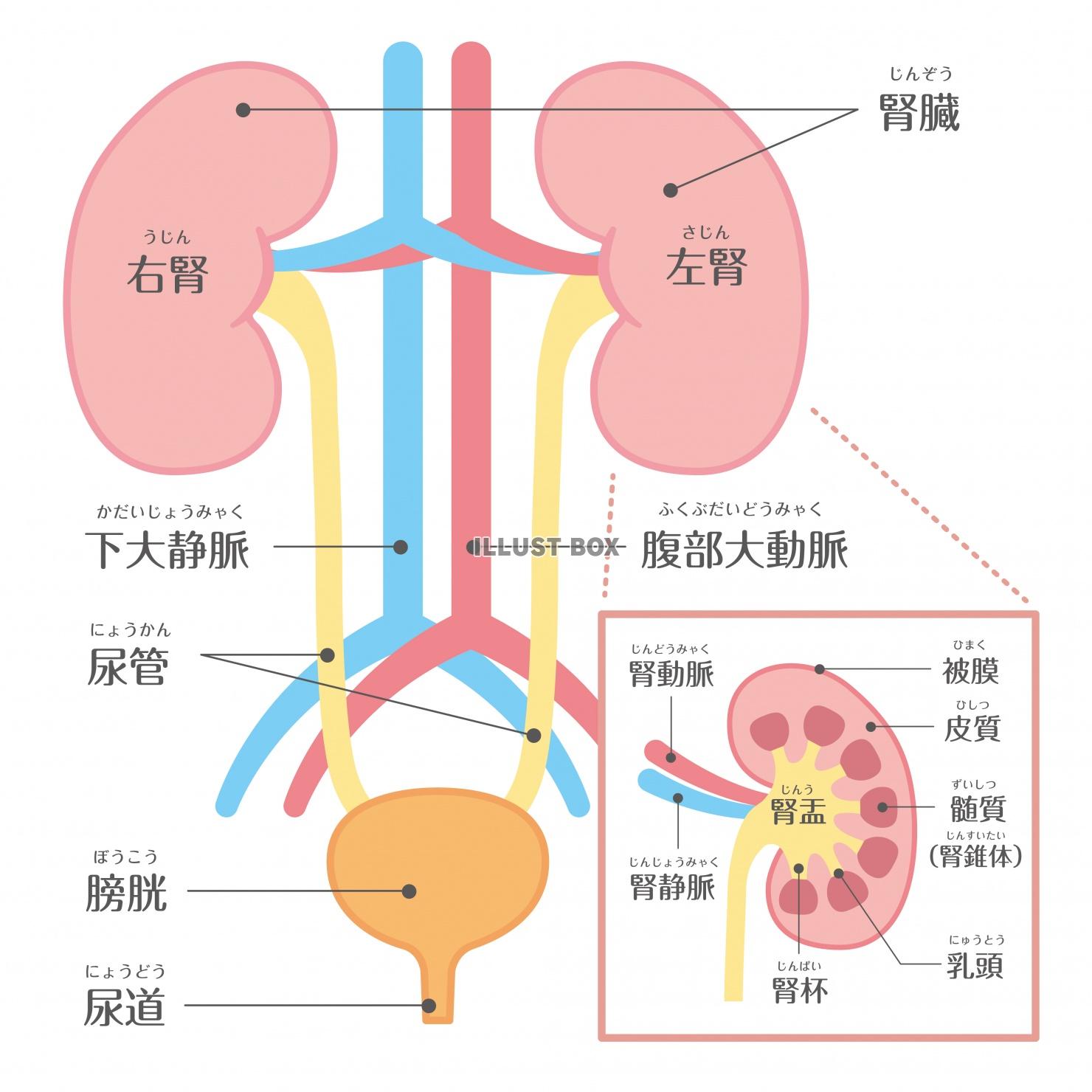 人間の身体★泌尿器★腎臓の構造★文字あり