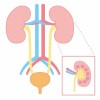 人間の身体★泌尿器★腎臓の構造★文字なし