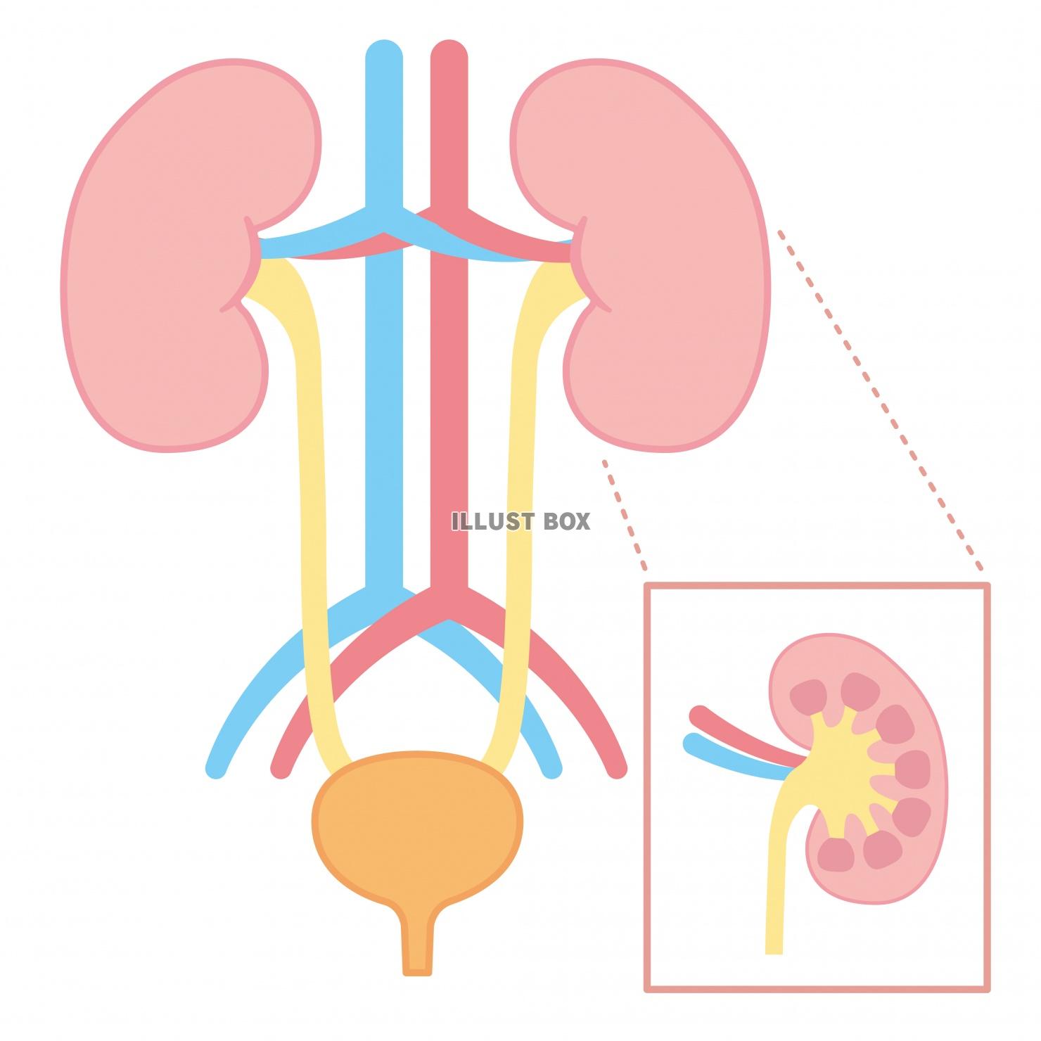 人間の身体★泌尿器★腎臓の構造★文字なし