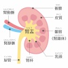 人間の身体★泌尿器★腎臓の構造★文字あり