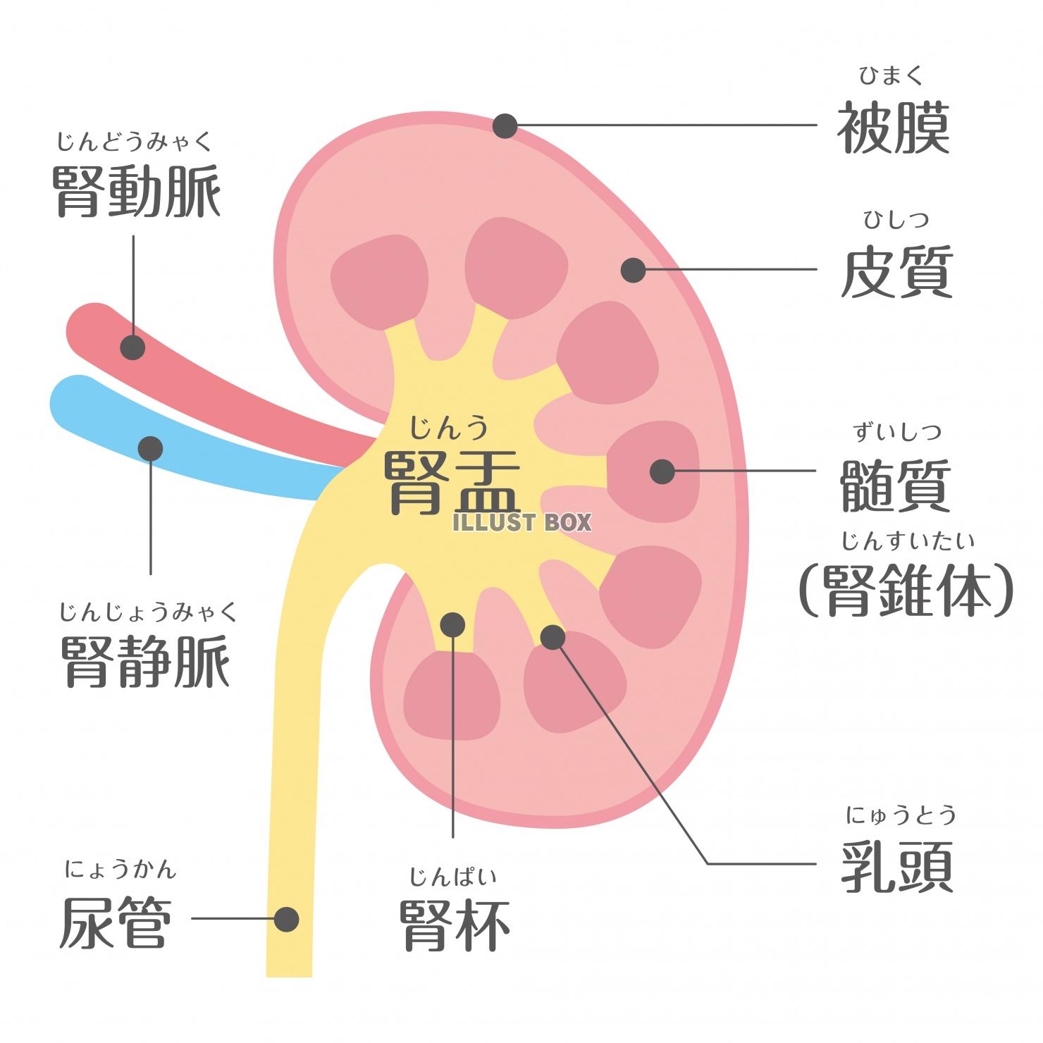 人間の身体★泌尿器★腎臓の構造★文字あり