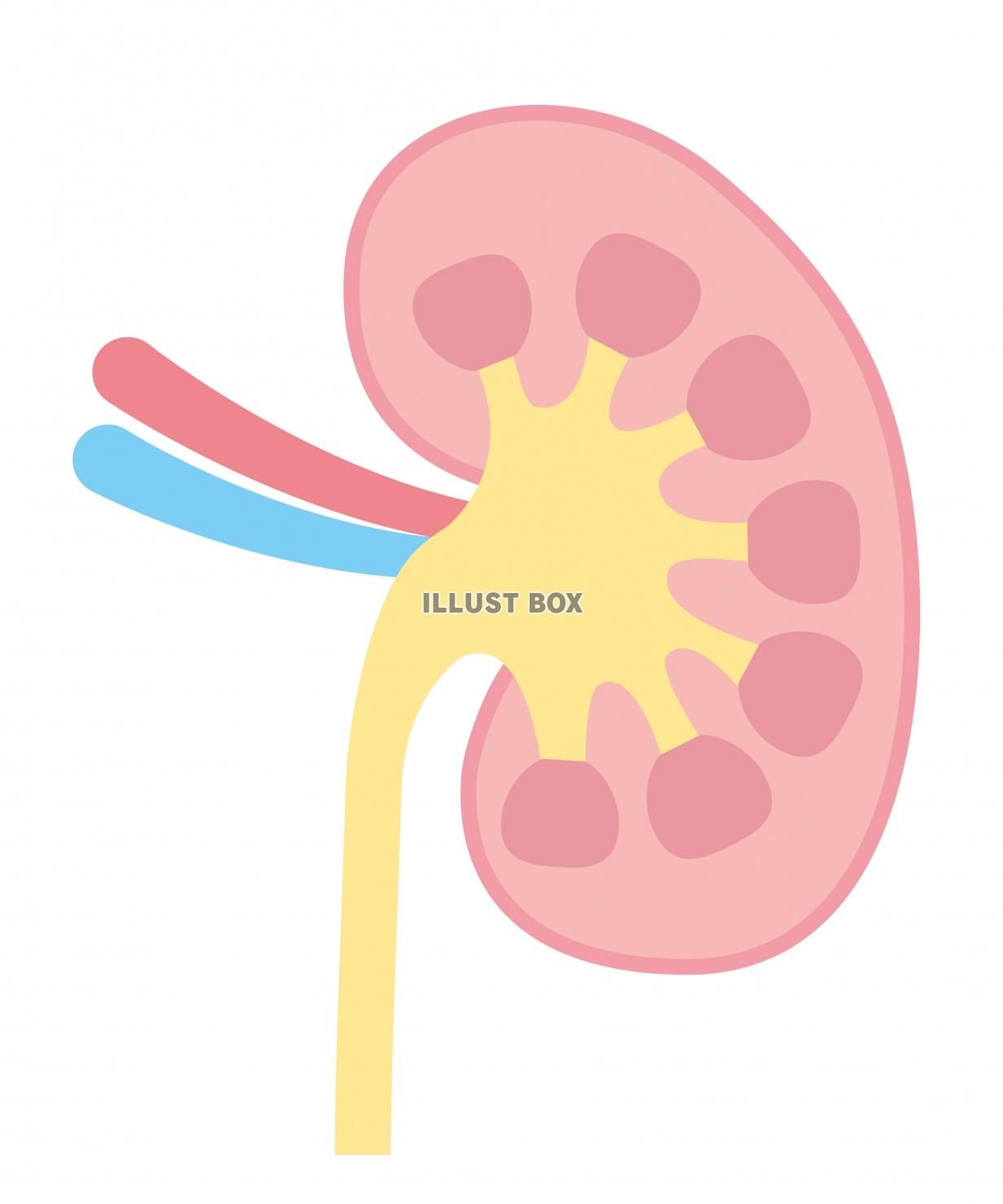 人間の身体★泌尿器★腎臓の構造★文字なし