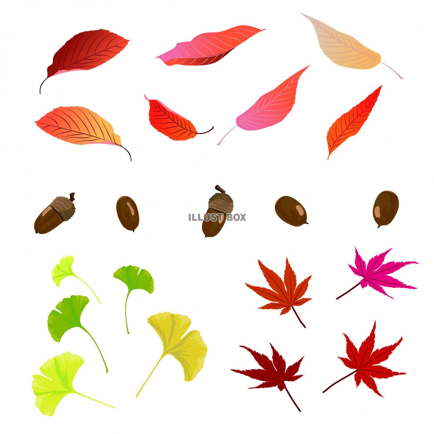 紅葉3種とどんぐり イラスト・素材セット