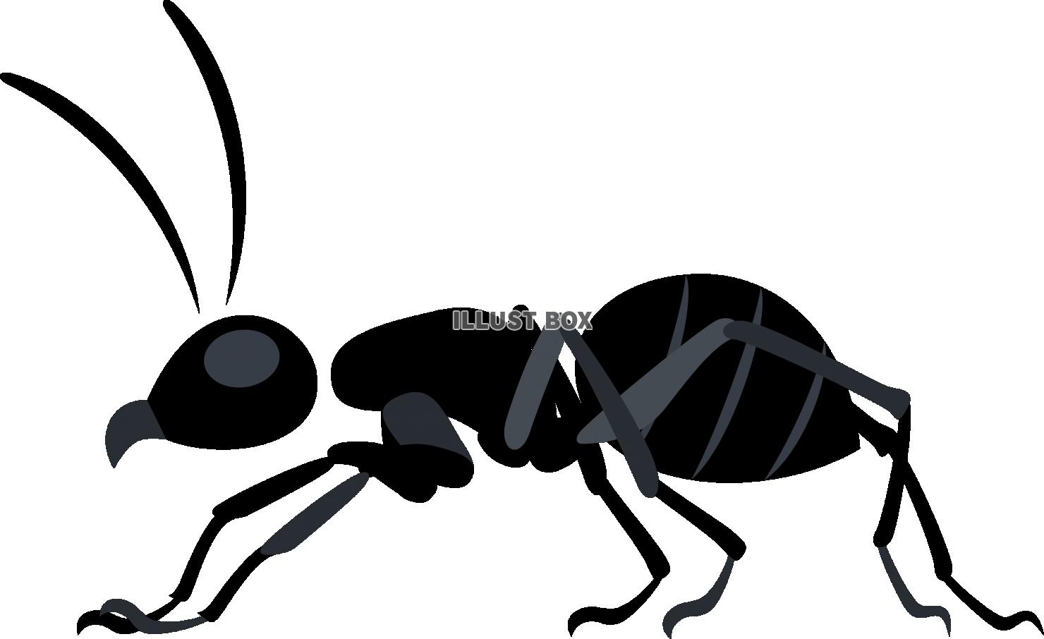 横から見たアリ　蟻　昆虫 
