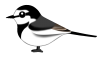 ハクセキレイ（日本の野鳥）透過PNG