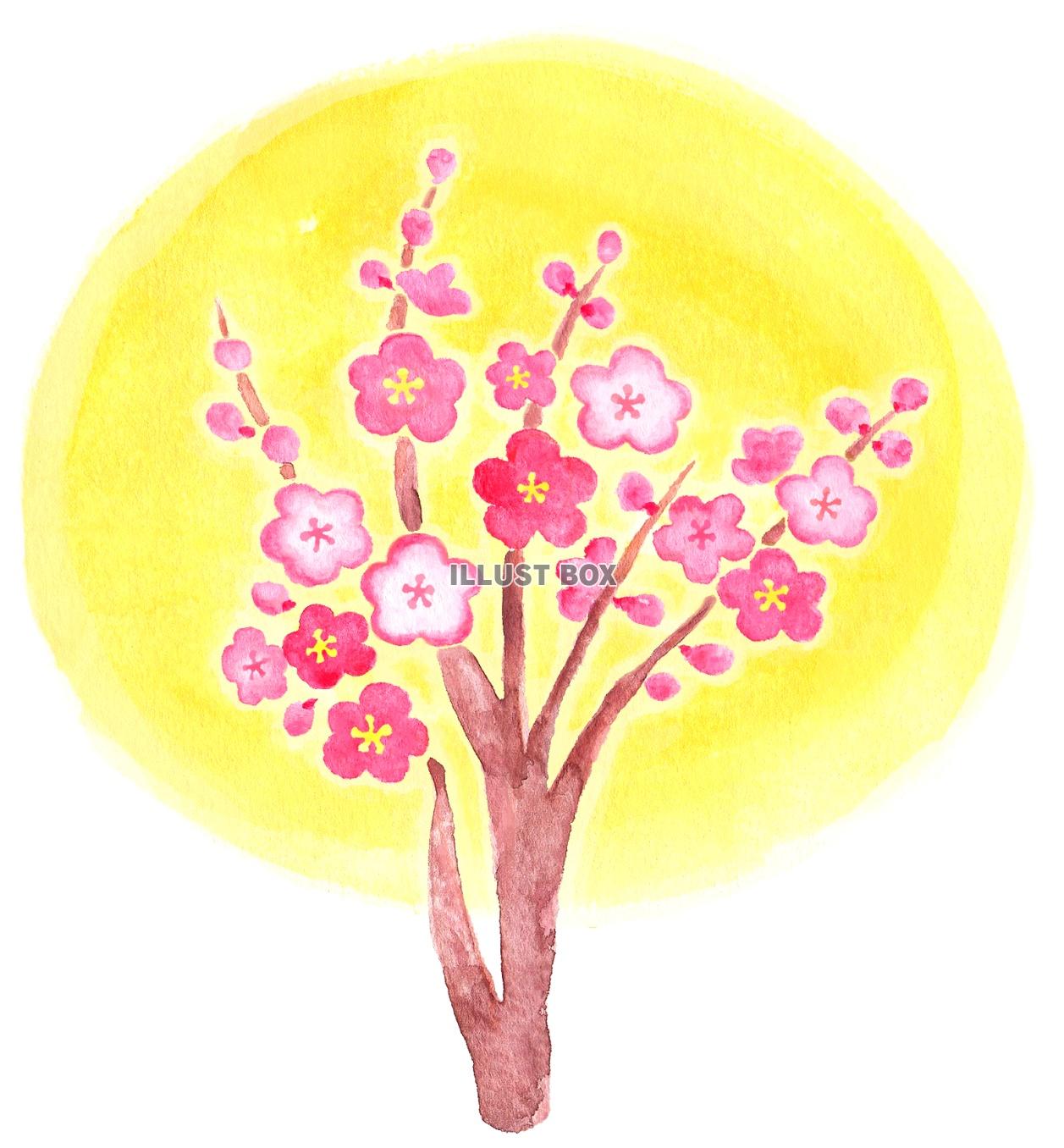水彩の梅の花２