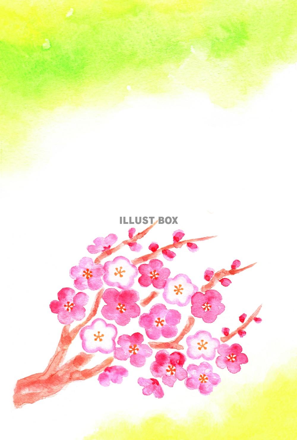 梅の花のグリーティングカード３