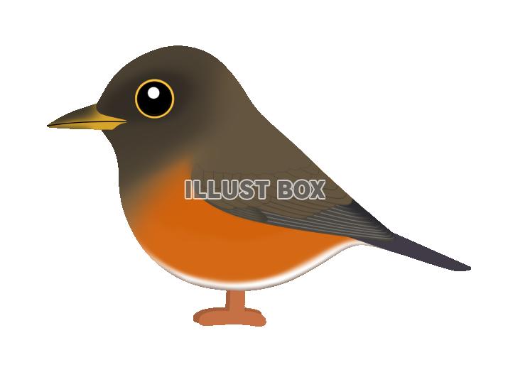 アカハラ(日本の野鳥)透過PNG
