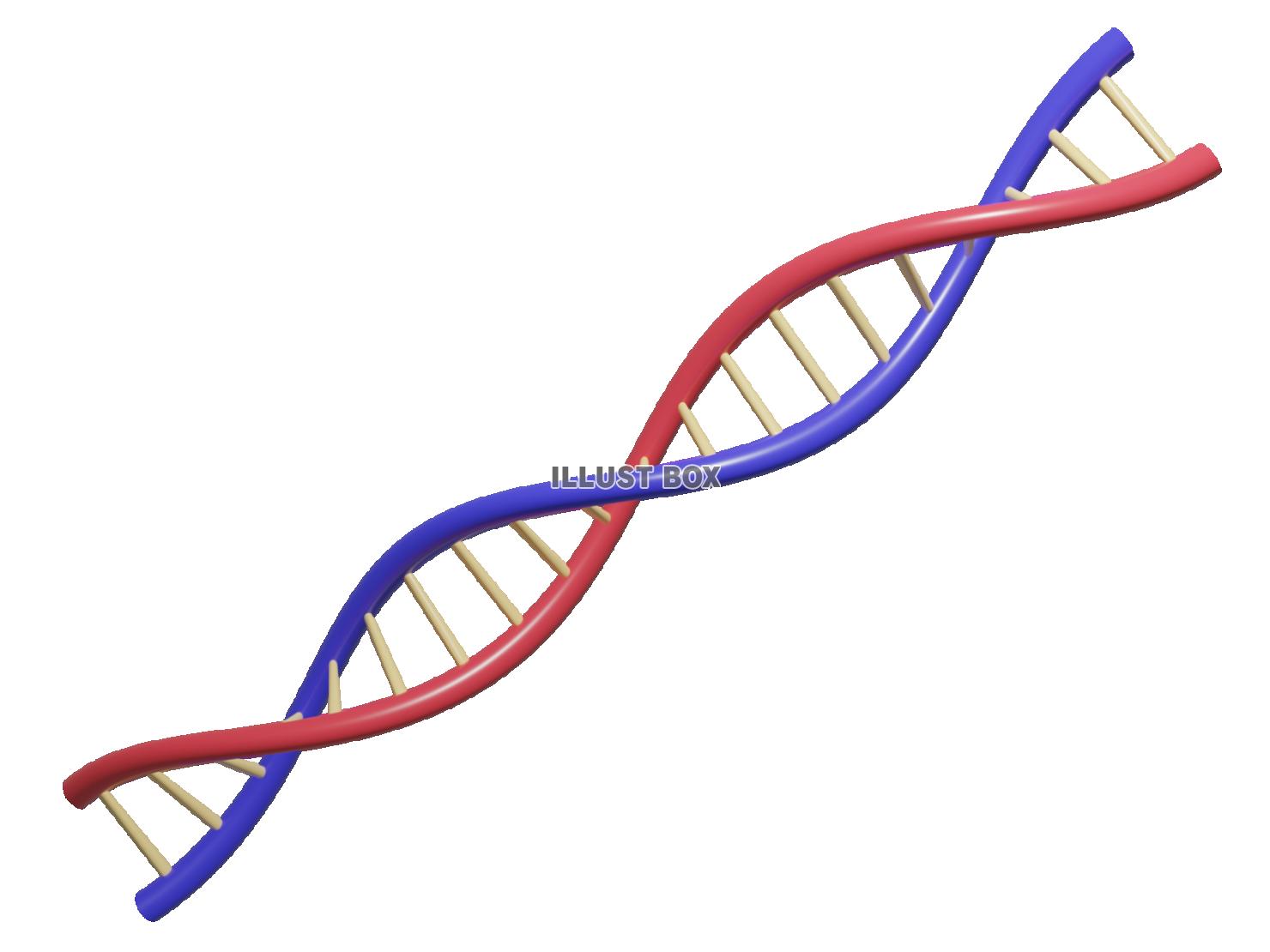 DNA（遺伝子）の2重螺旋の3DCG【透過PNG】