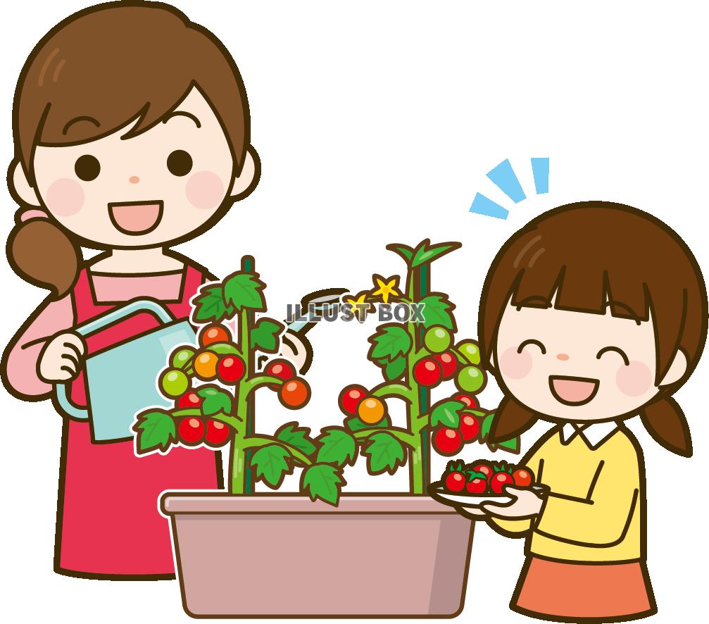 家庭菜園でプチトマトを育てる親子