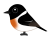 ノビタキ　オス（日本の野鳥）透過PNG