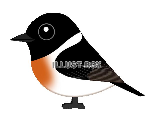 ノビタキ オス(日本の野鳥)透過PNG