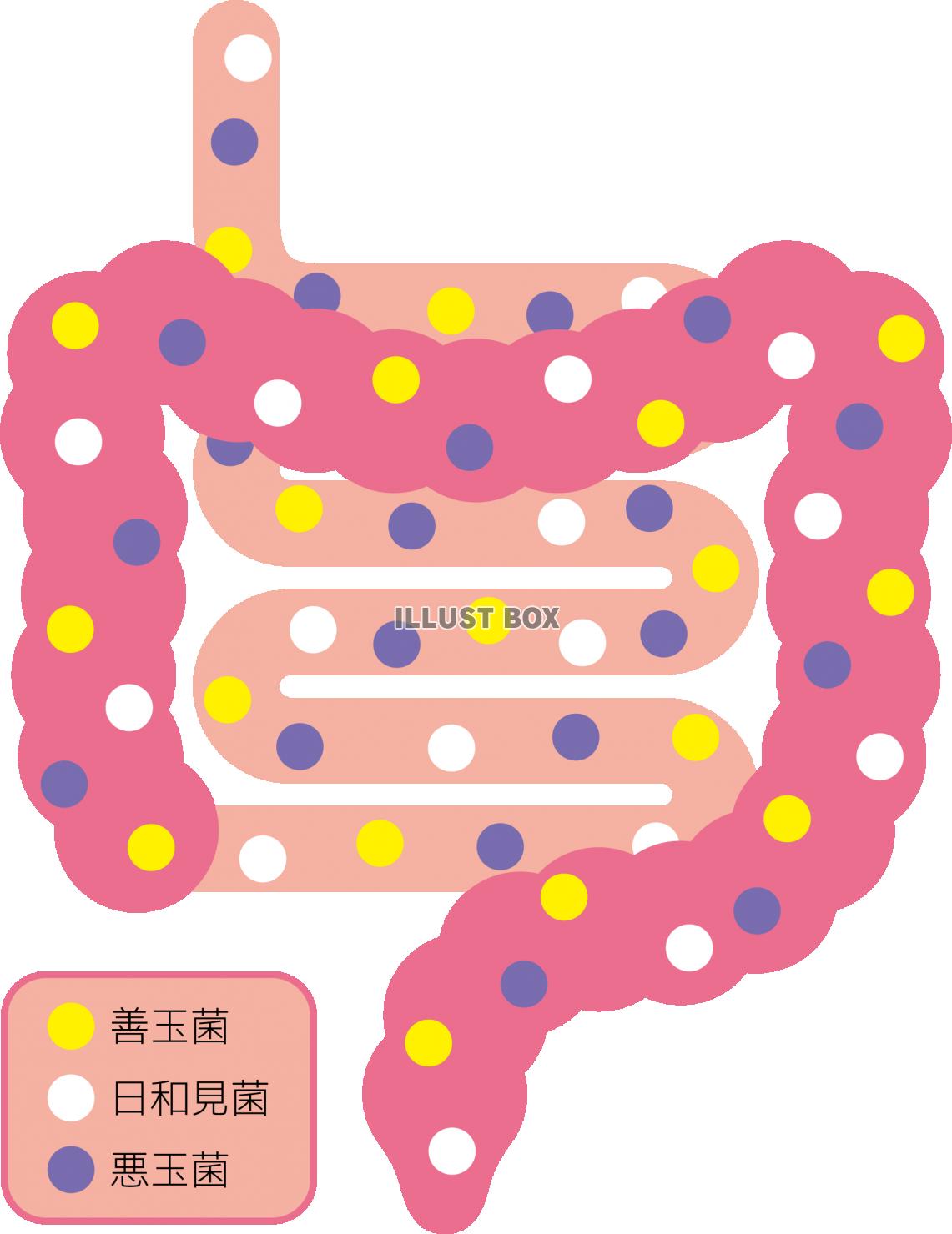 シンプルな腸内フローラの説明図