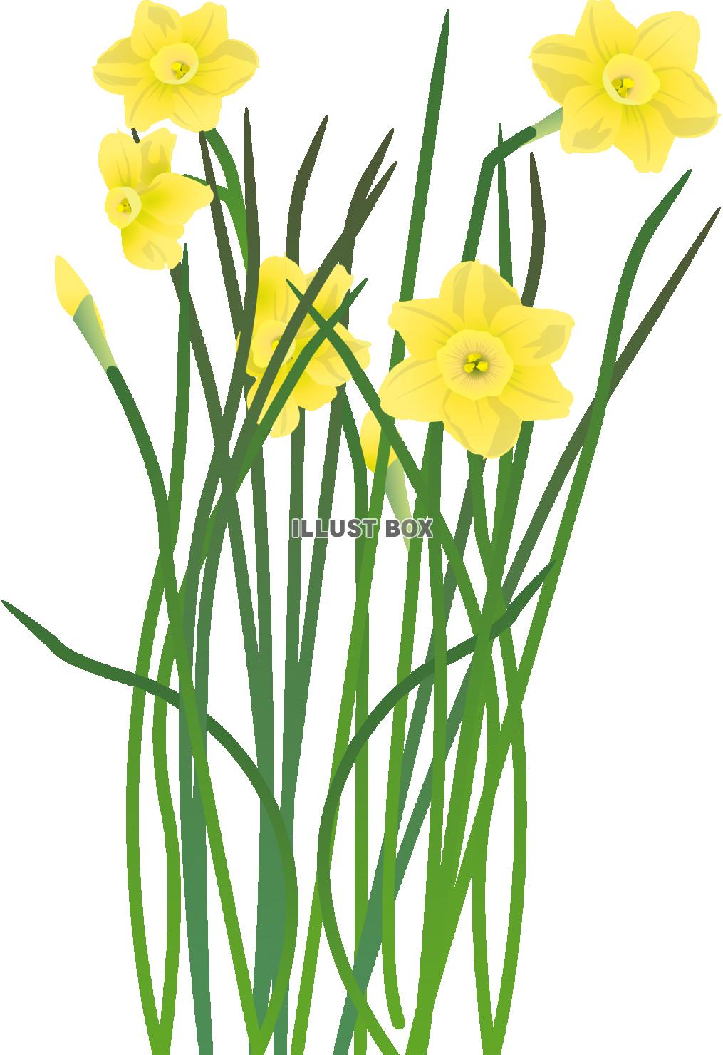 糸水仙(透過PNG)