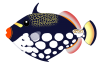 モンガラカワハギ（熱帯海水魚）透過PNG