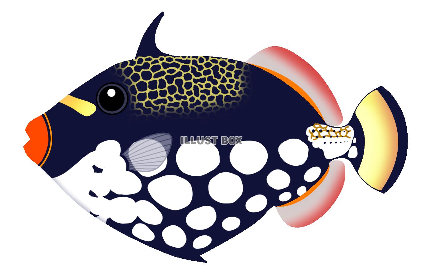 モンガラカワハギ(熱帯海水魚)透過PNG