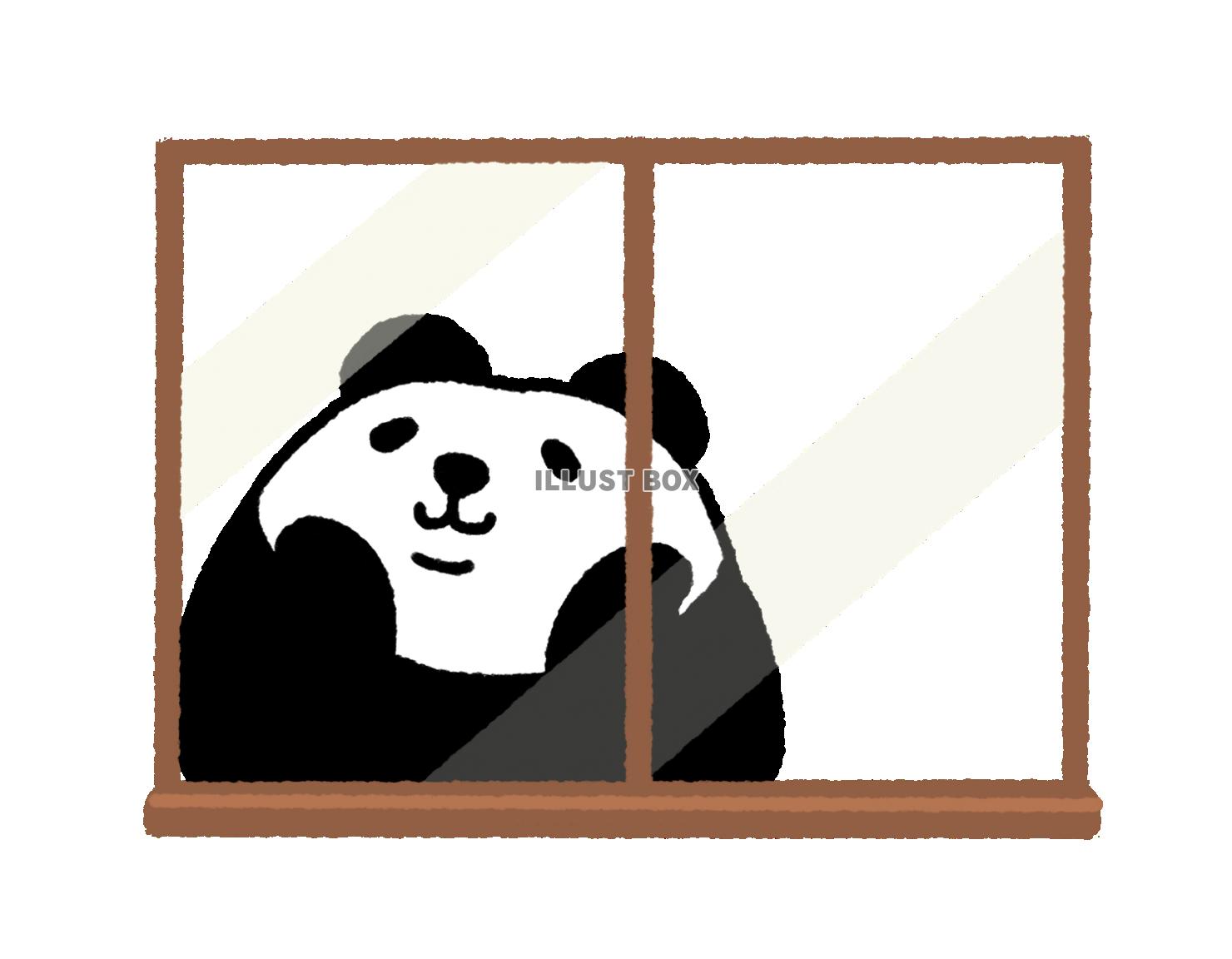 パンダシリーズ　窓から見上げるパンダ
