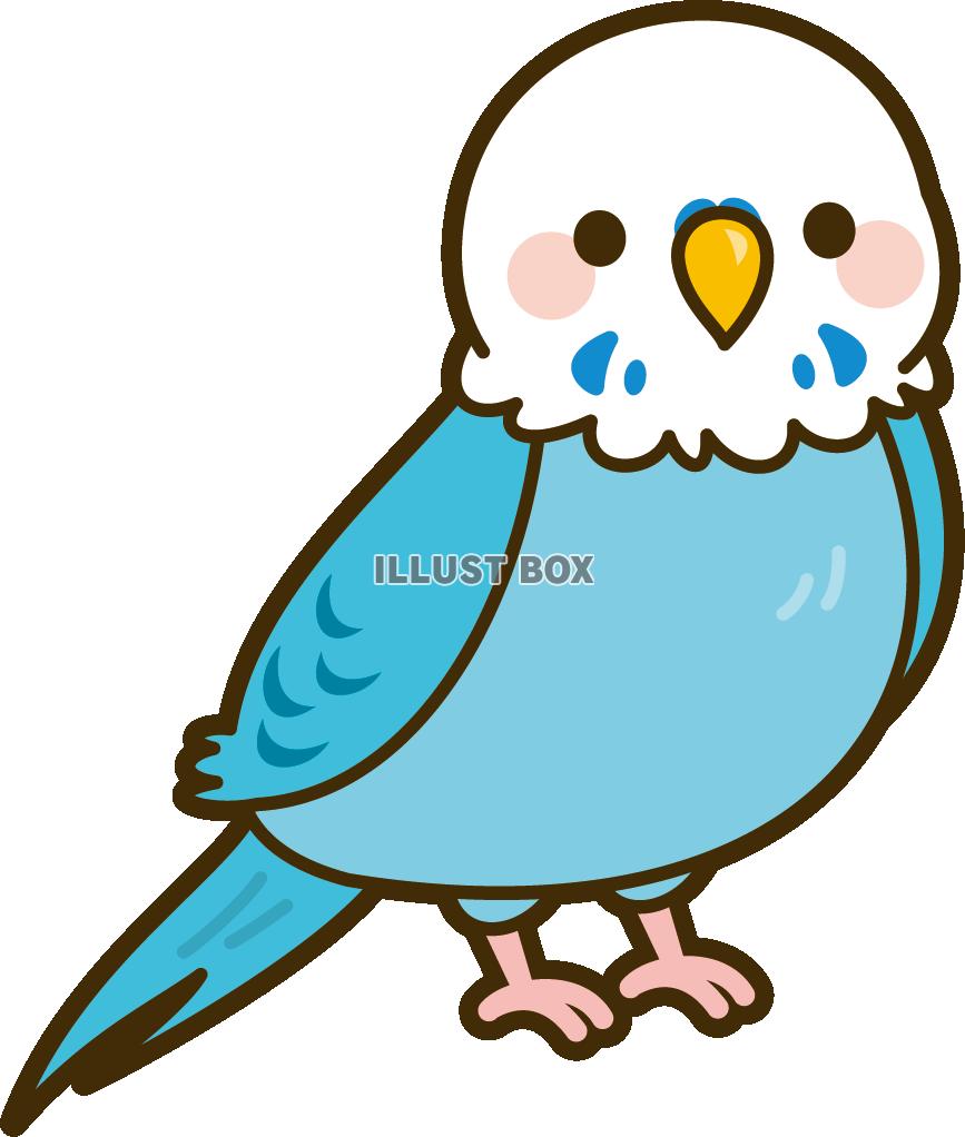 セキセイインコ（ホワイト×ブルー）