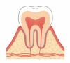 歯のイラスト★歯の構造★断面図