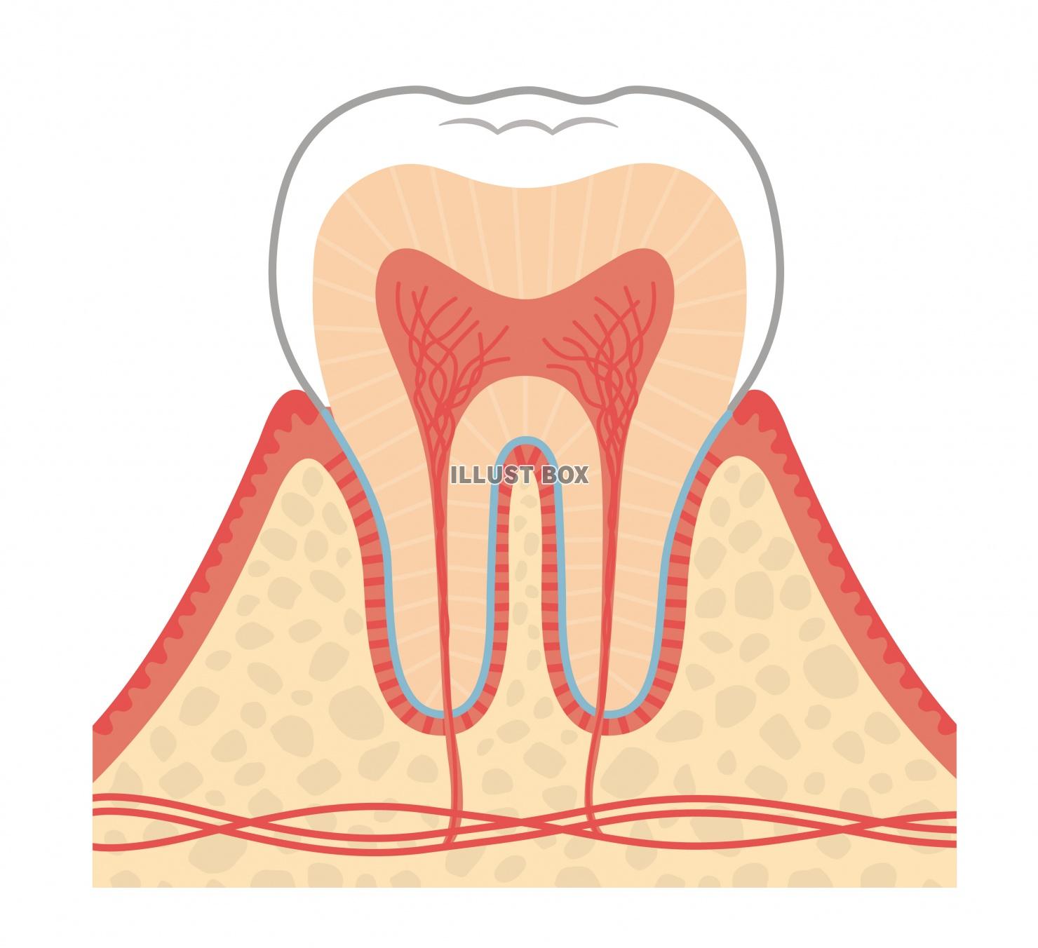 歯のイラスト★歯の構造★断面図