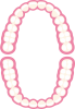 ヒトの歯の歯列　歯科の図解