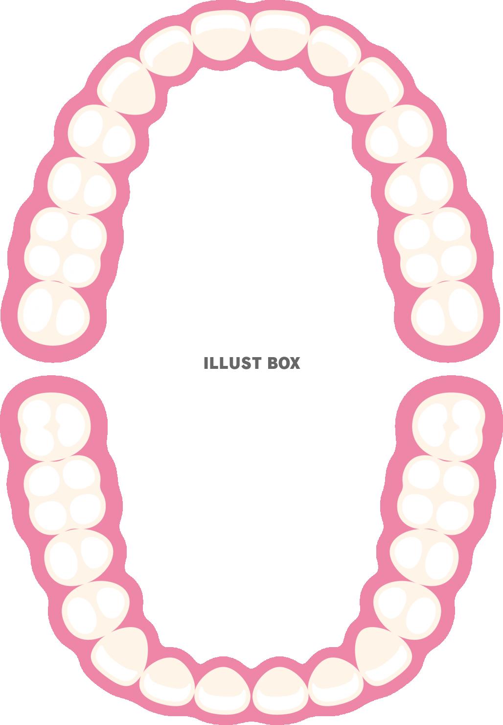 ヒトの歯の歯列　歯科の図解