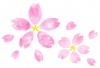 水彩の桜の花１