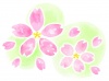 水彩の桜の花２