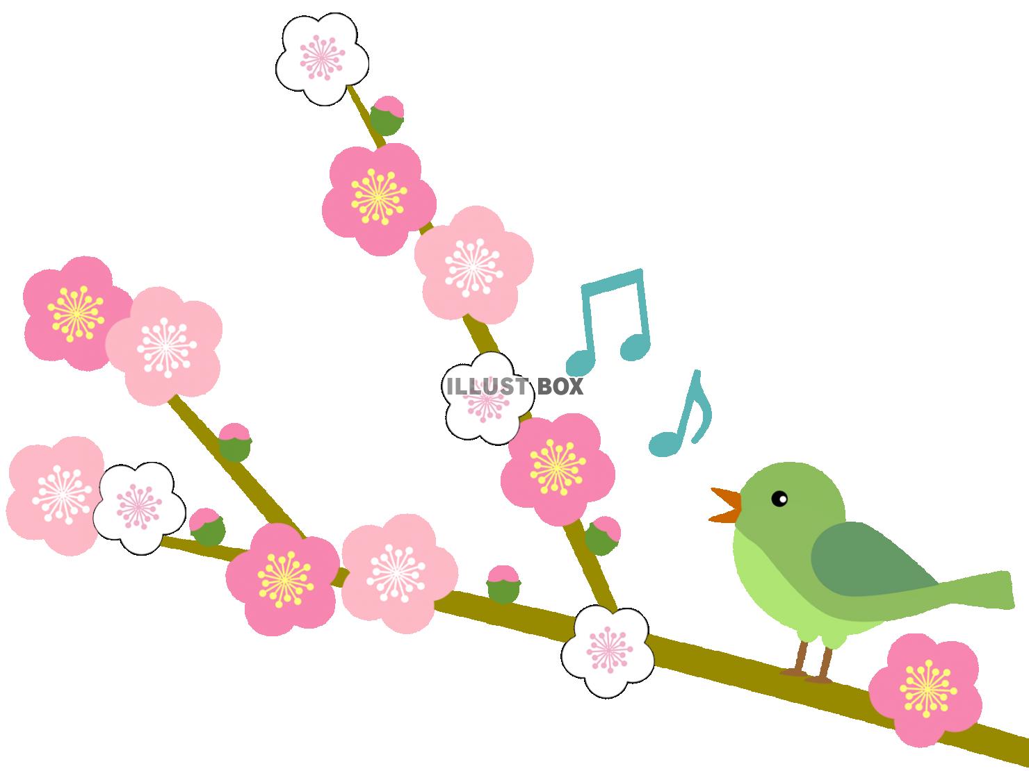 梅の花模様と鶯の壁紙画像シンプル背景素材イラスト透過png　