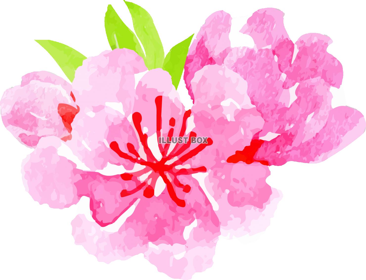「ひなまつり（桃の花）」シリーズ　イラスト２