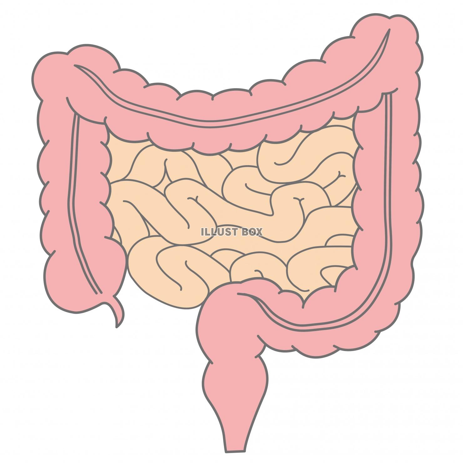 人間の身体★大腸と小腸★消化器官