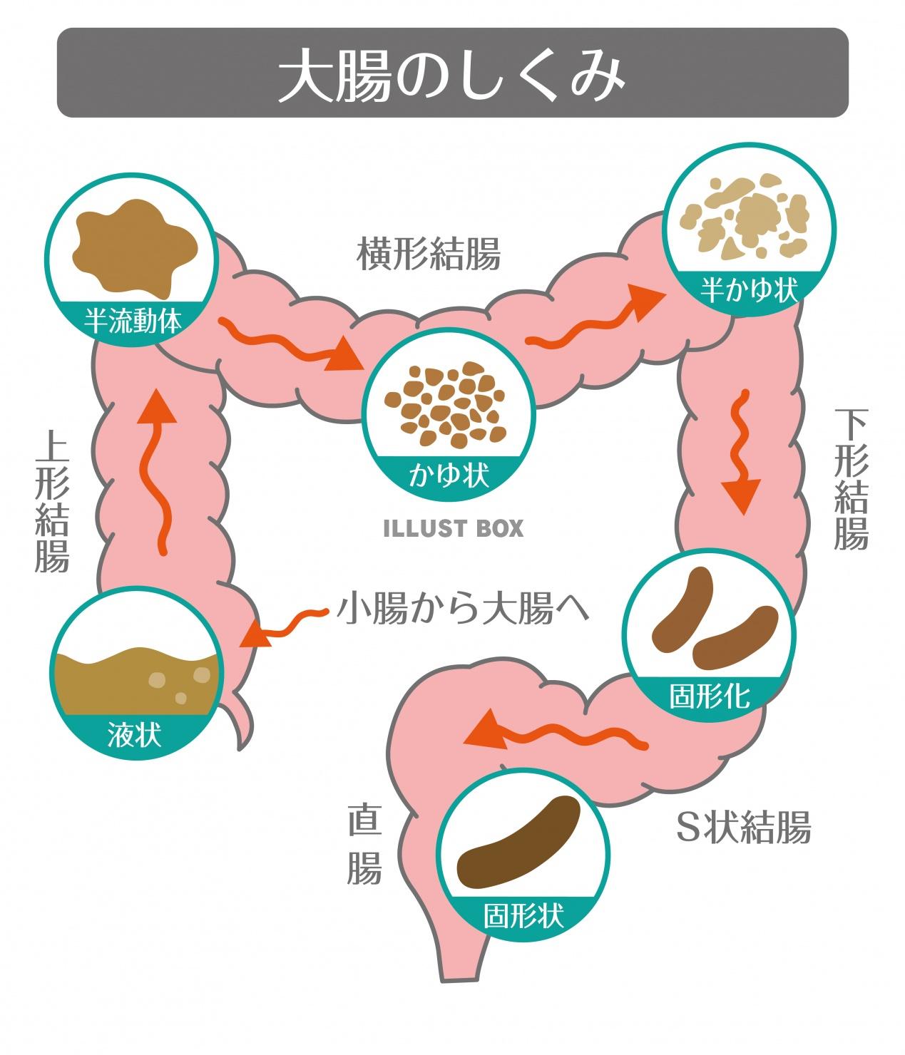 人間の身体★大腸のしくみ★消化器官