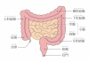 人間の身体★大腸と小腸の構造★消化器官