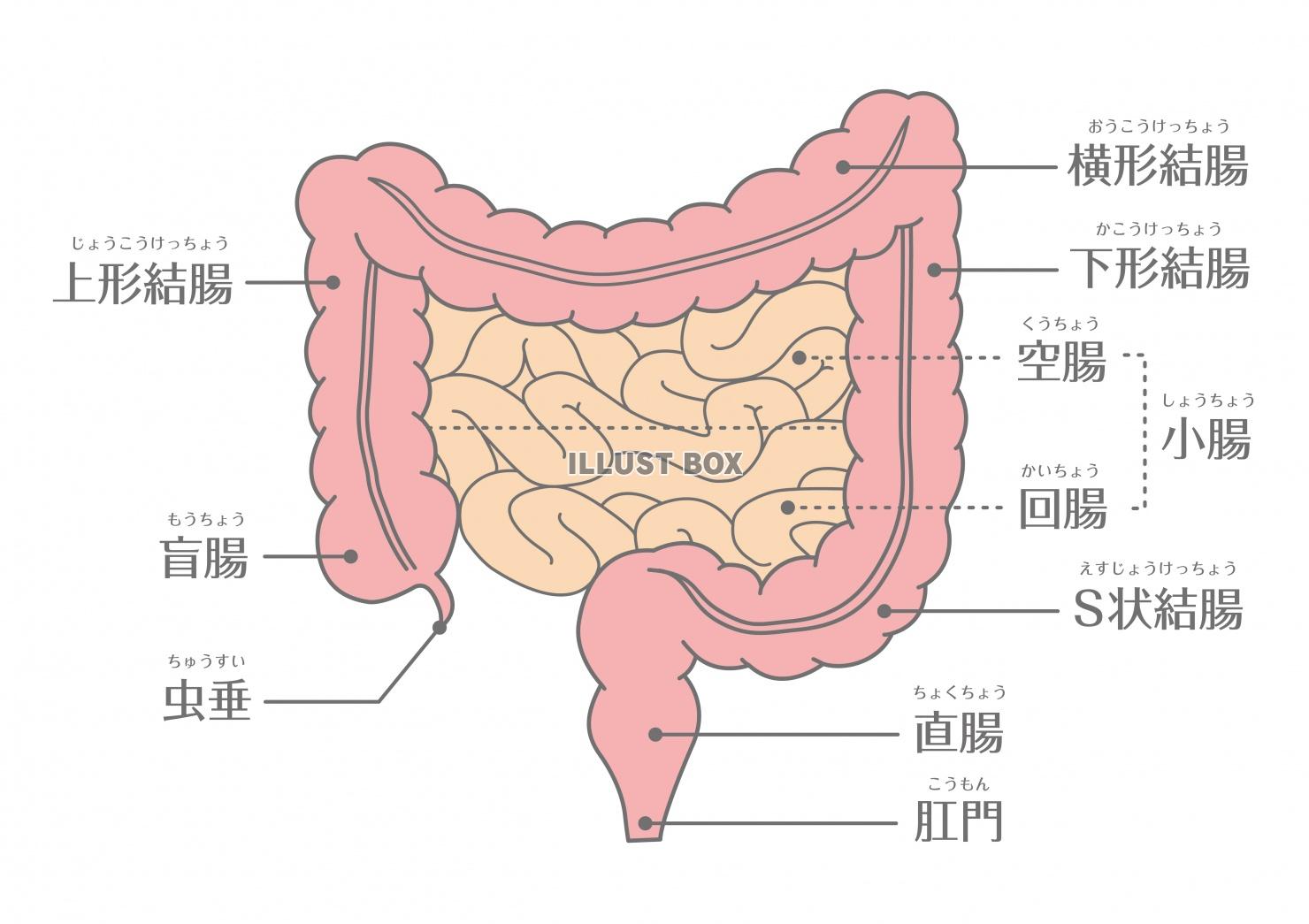 人間の身体★大腸と小腸の構造★消化器官