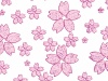JPEG：アップバージョンの桜背景＿01