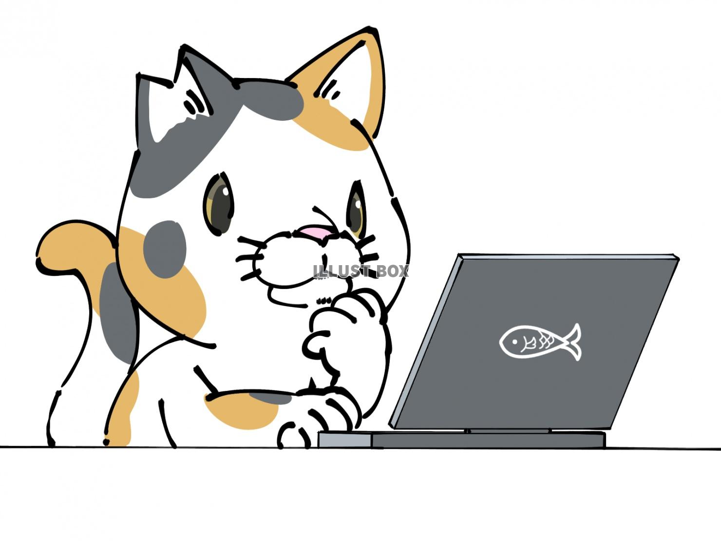 パソコンを操作するさくら猫(三毛)