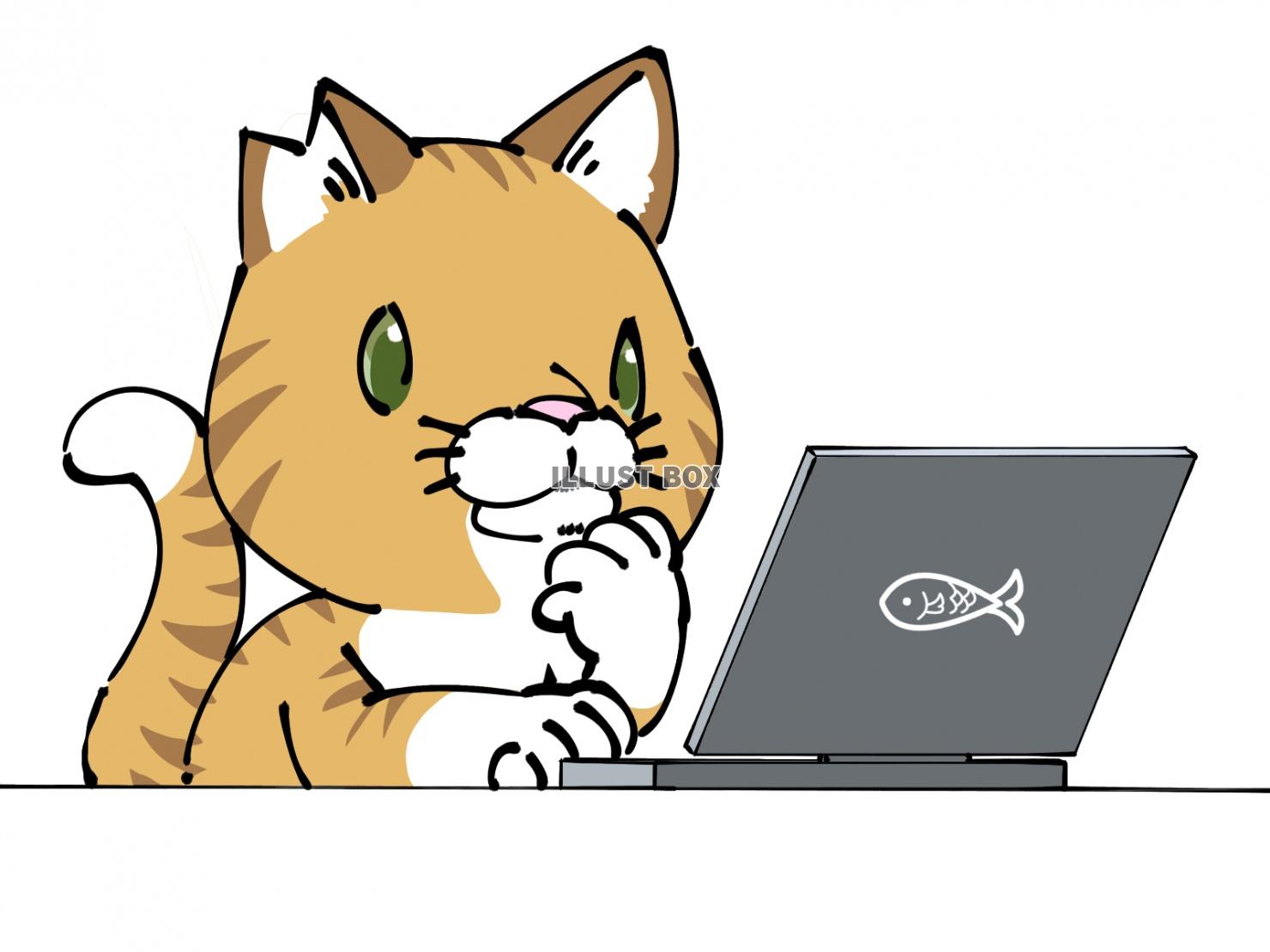 パソコンを操作するさくら猫(虎)