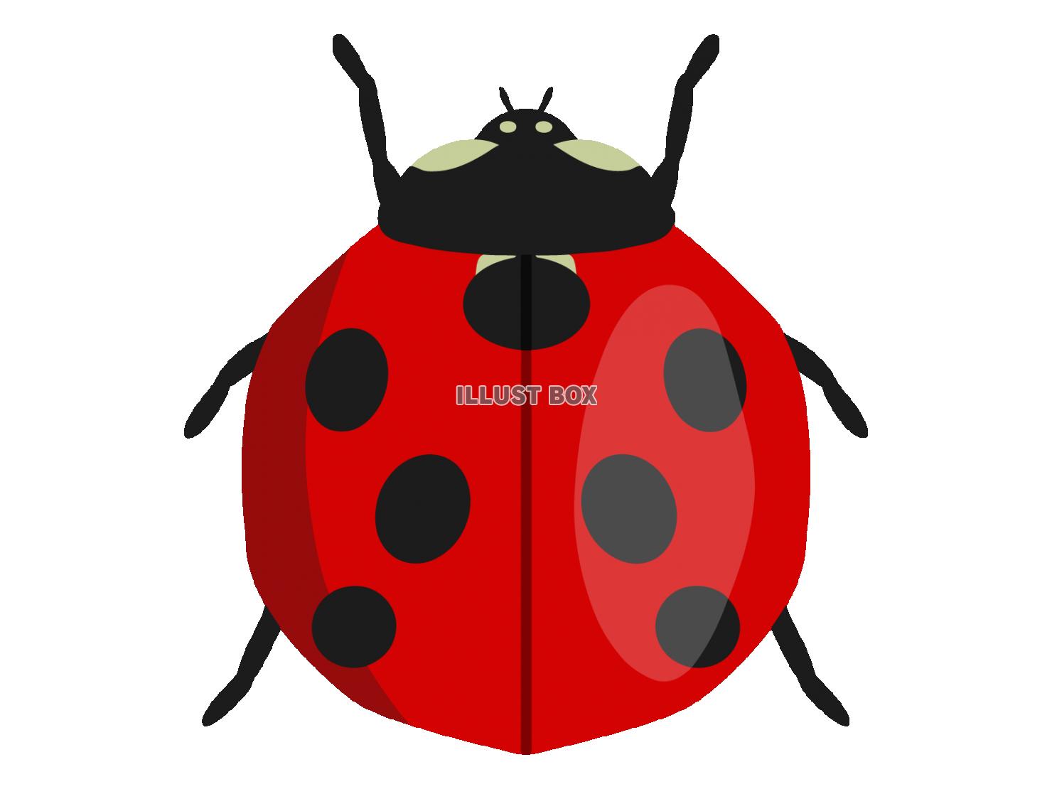ナナホシテントウ（てんとう虫）透過PNG