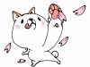 桜の花びらで遊ぶ柴犬(白柴)