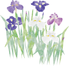 水彩花菖蒲（透過PNG）