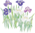 水彩花菖蒲（透過PNG）