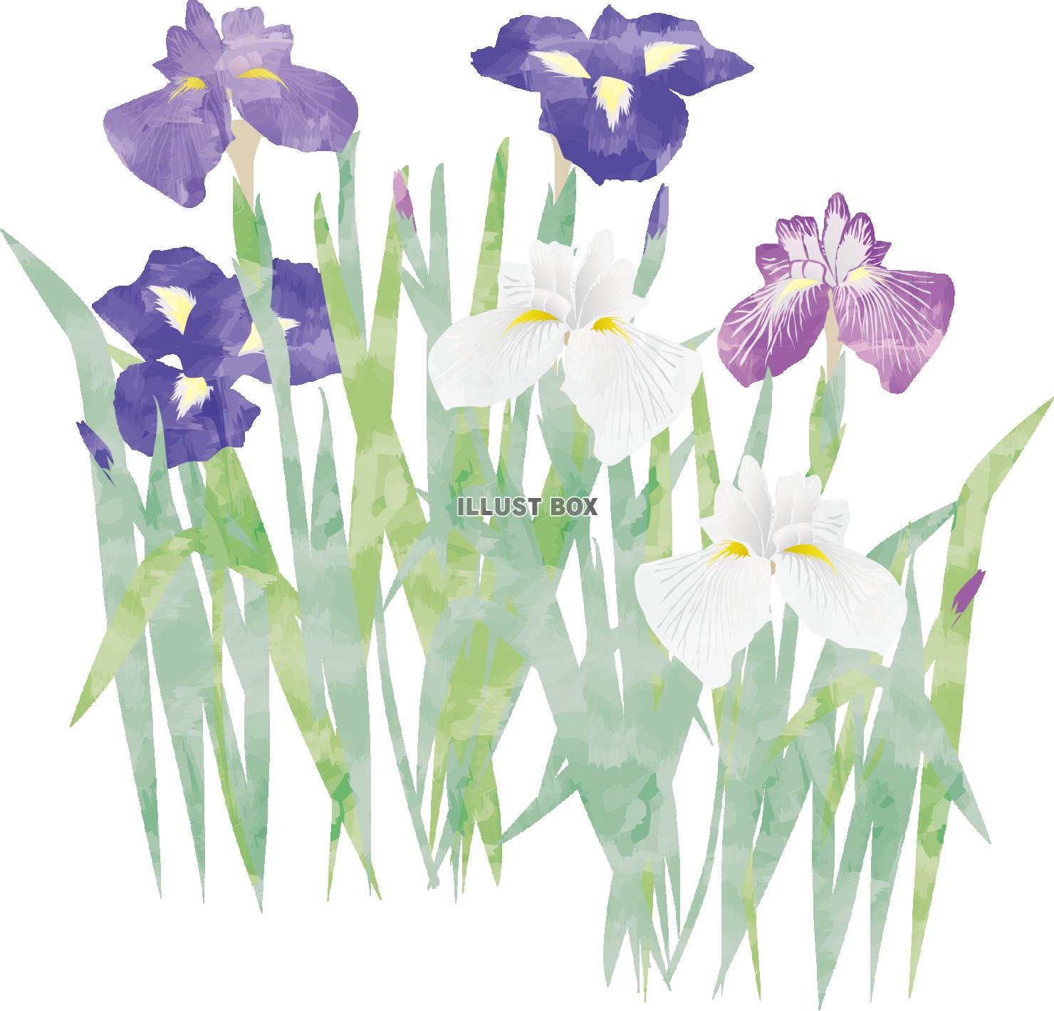 水彩花菖蒲（透過PNG）