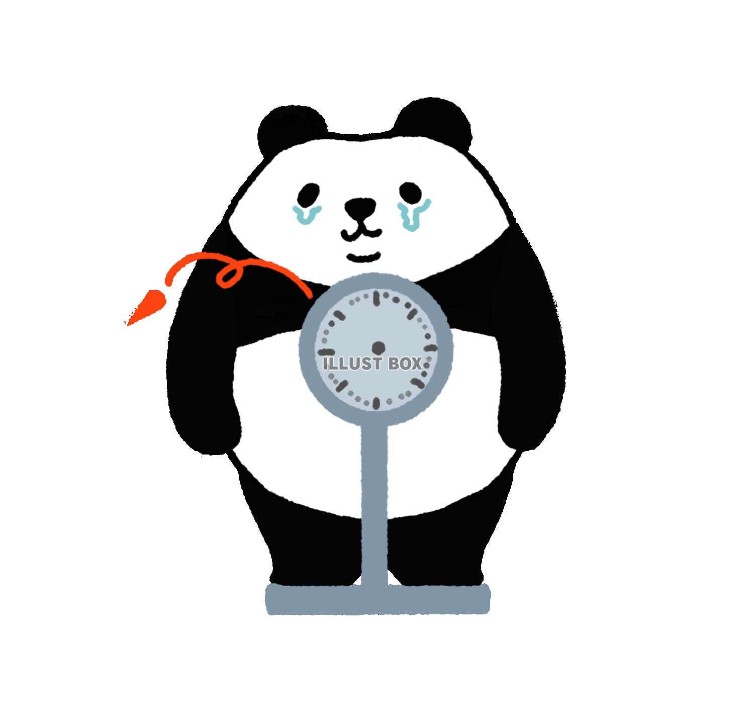 パンダシリーズ　身体測定　体重を測るパンダ