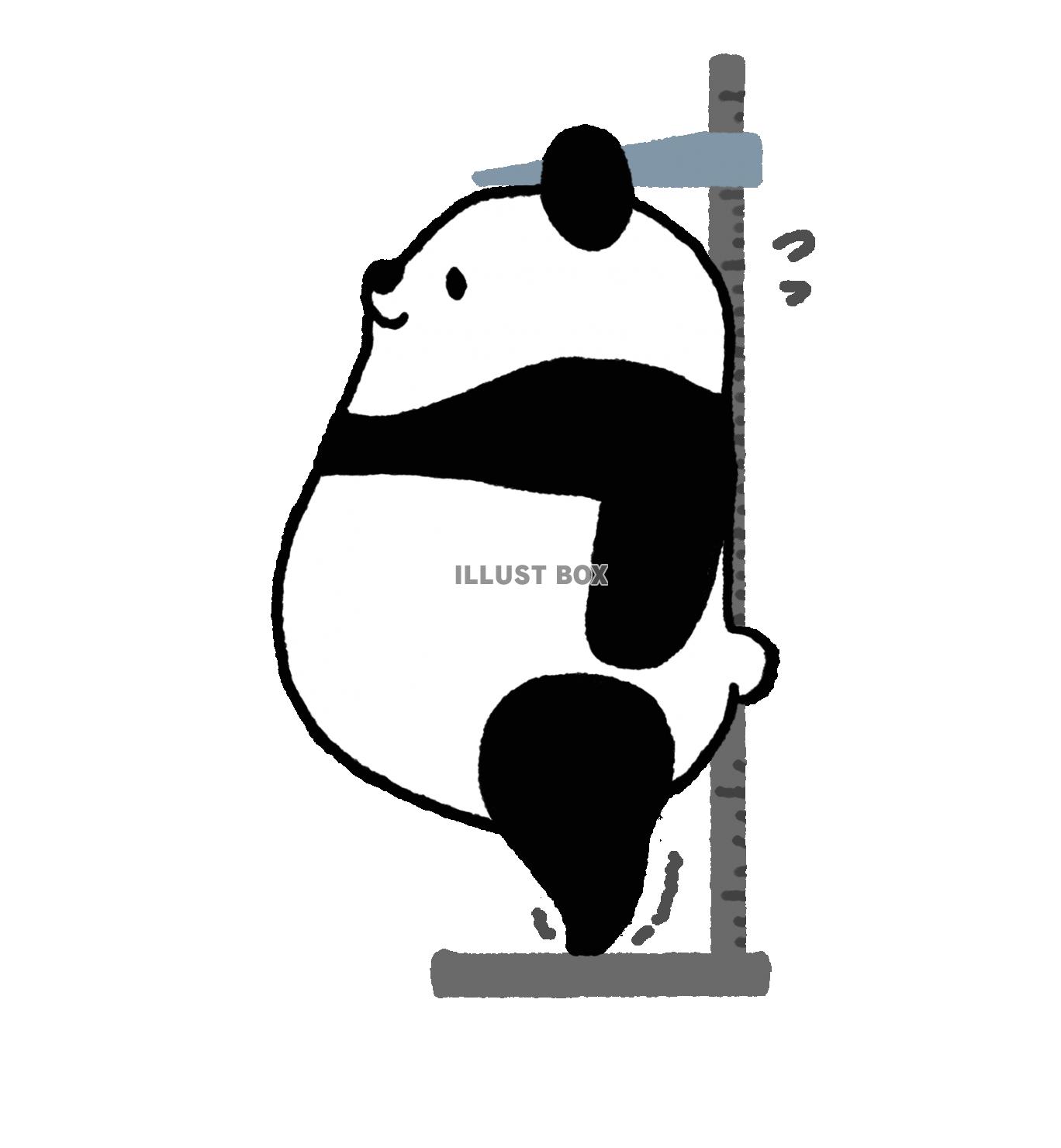 パンダシリーズ　身体測定　身長を測るパンダ