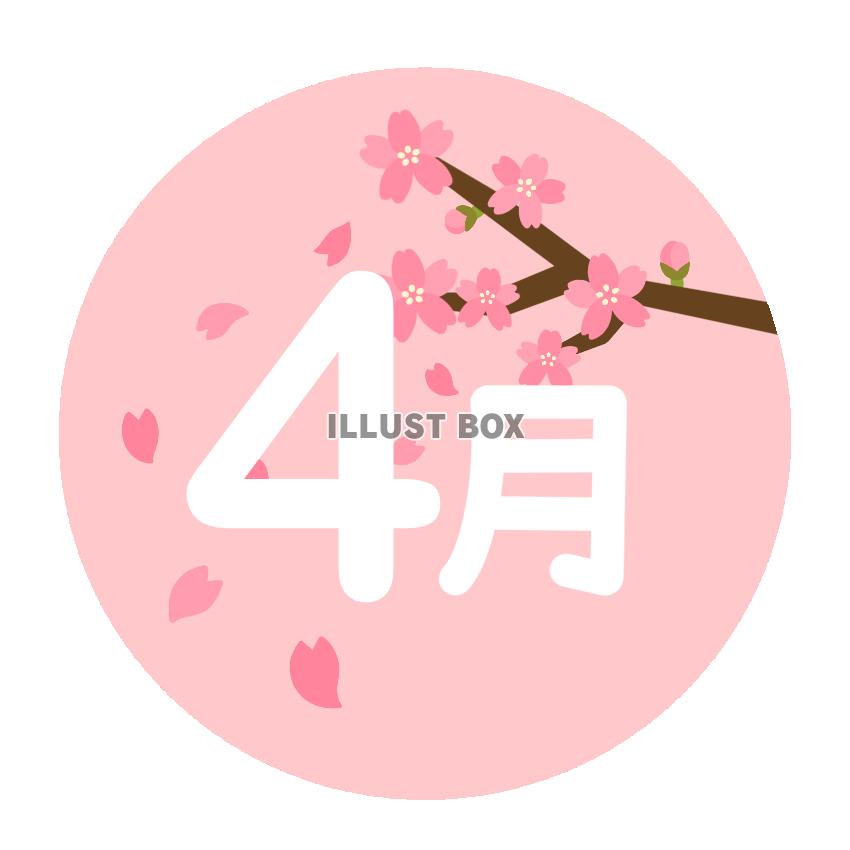 4月　桜