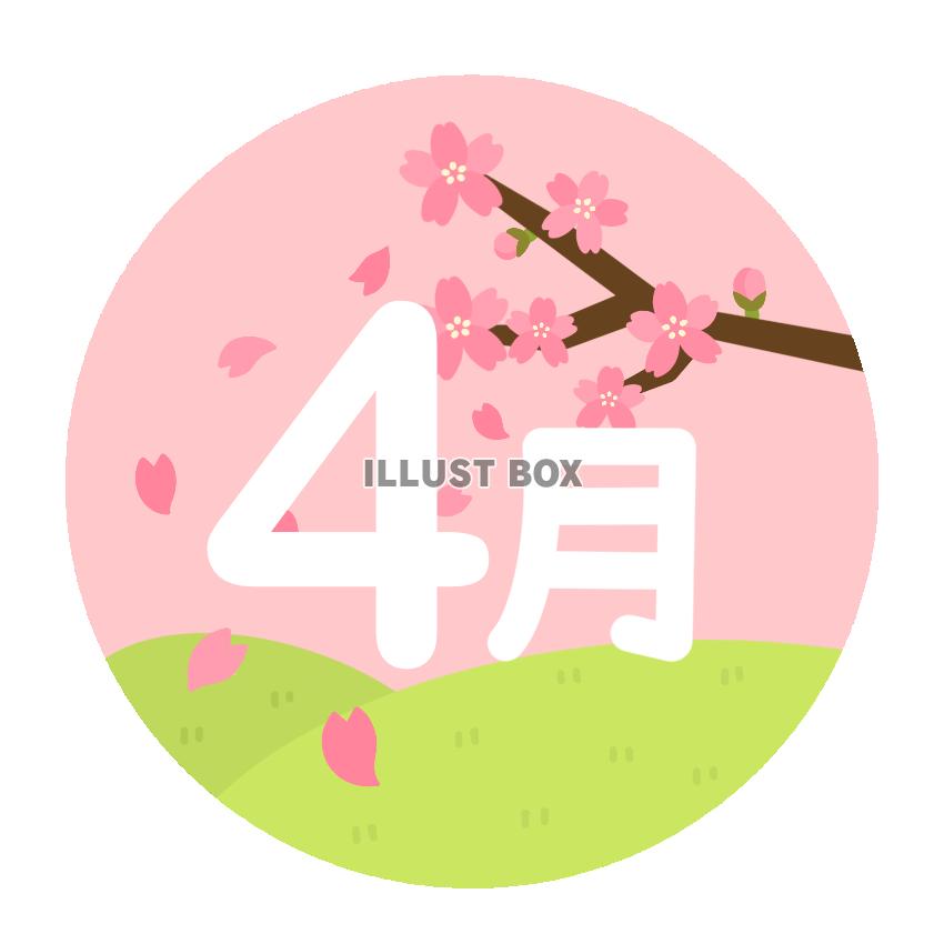 4月　桜2