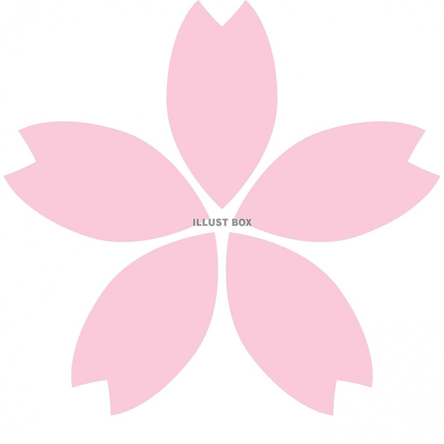 さくら　花びら　花　ピンク